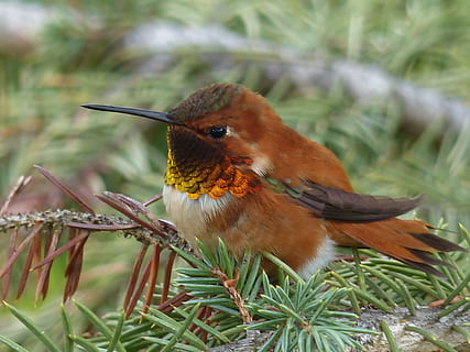 close-up photography of brown bird, hummingbird, feathered HD wallpaper