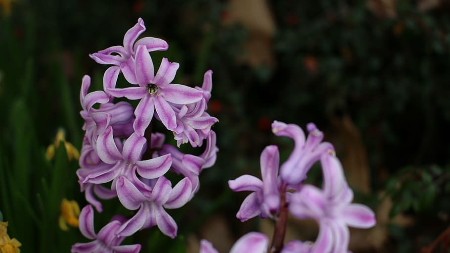 pink, flower, macro, plant, nature, spring, close, orchid, flowering plant HD wallpaper