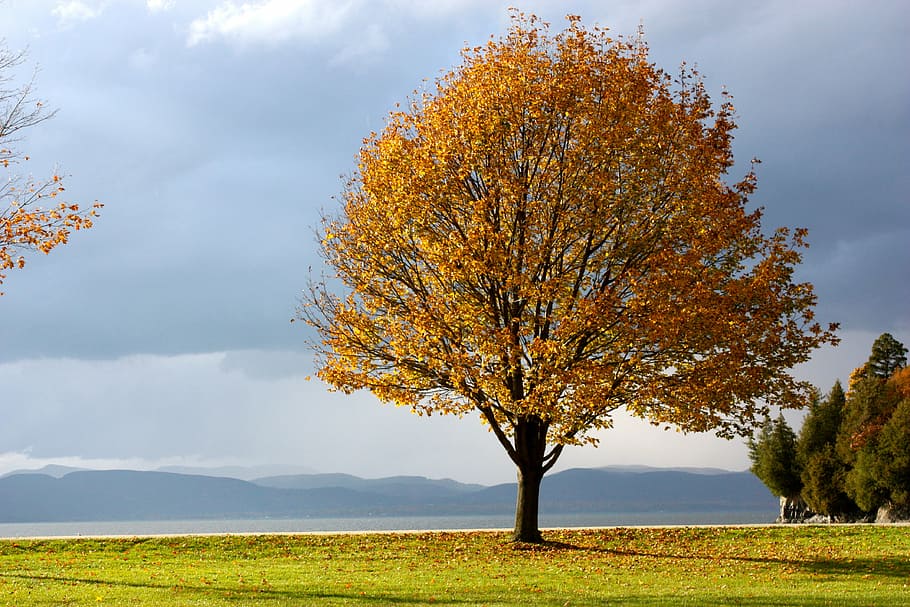 orange tree during daytime, fall, autumn, leaves, fall colors HD wallpaper