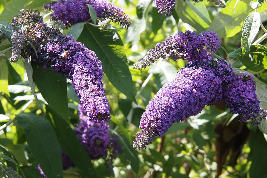 Buddleia, Mauve, Spring, Shrub, Flower, blossom, purple, bush HD wallpaper