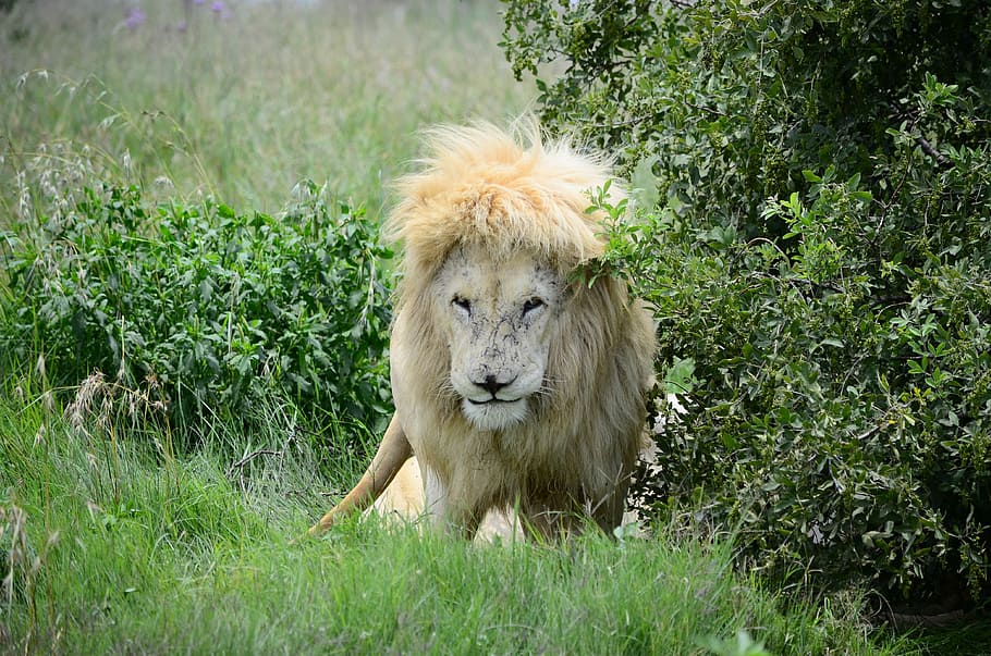 lion near plant, mane, big cat, tree, grass, mammal, lion - feline HD wallpaper
