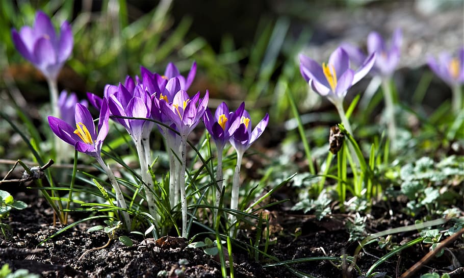 Crocus, Purple, Spring, Blossom, Bloom, spring flower, growth HD wallpaper