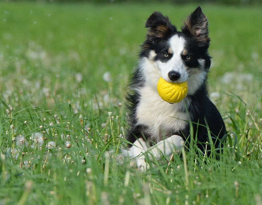photo of black border collie biting yellow ball, dog with ball, HD wallpaper