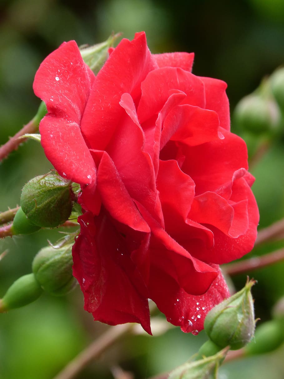 rosa, flower, red rose, beauty in nature, flowering plant, vulnerability HD wallpaper