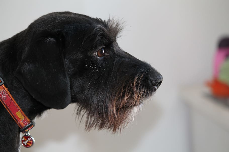 Dog, Mestizo, Iris, Bellinzona, young, switzerland, pets, one animal HD wallpaper