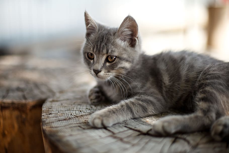 macro shot of silver tabby kitten, cat, vacation, pet, cats HD wallpaper
