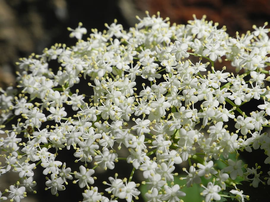 Blossom, Bloom, White, Close, hollunder, flower, spring, nature HD wallpaper