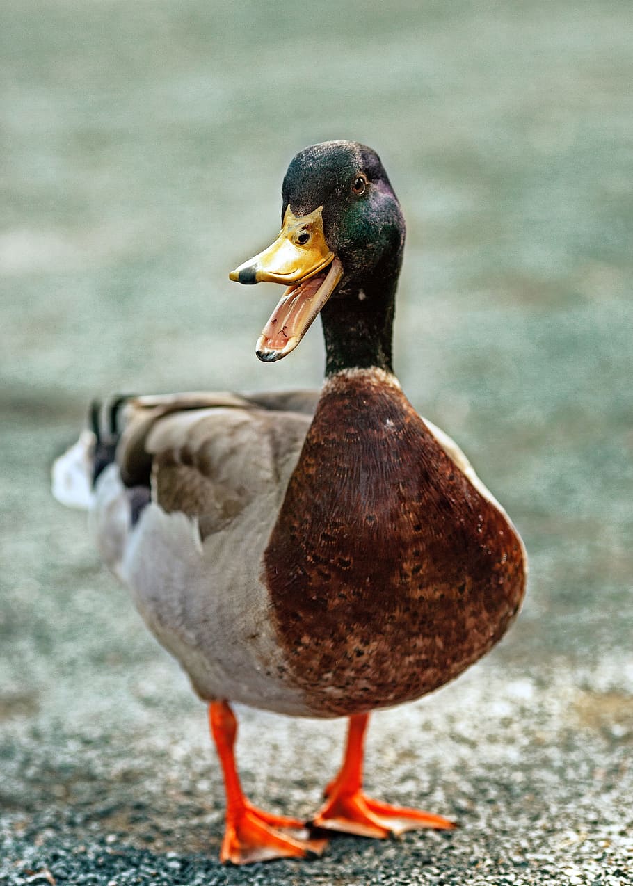 duck, beak, feather, eggs, bird, animal themes, vertebrate HD wallpaper