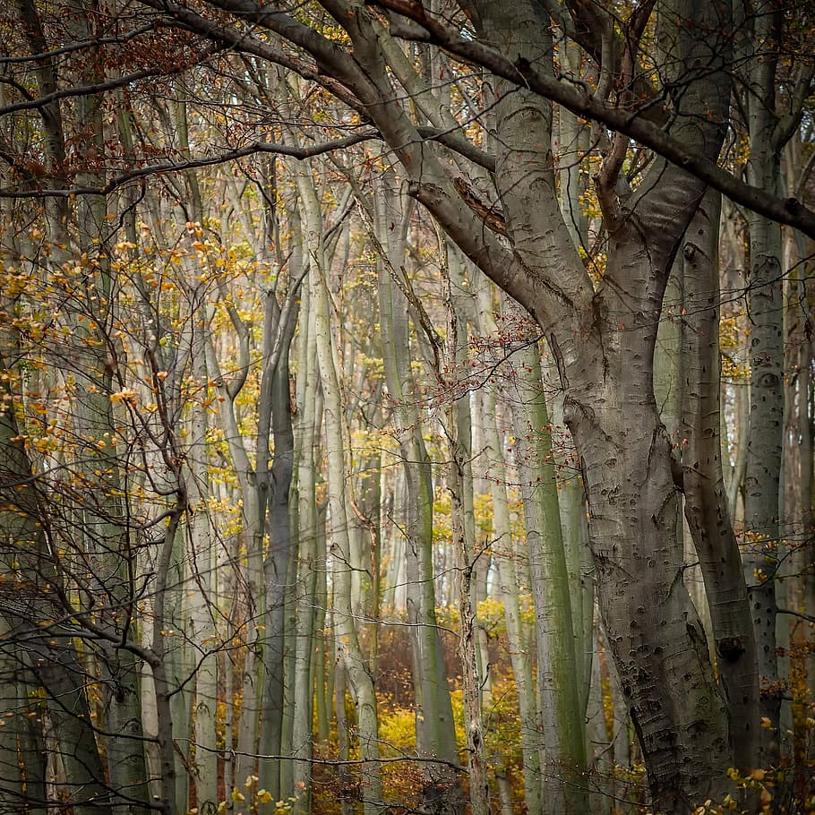 white tree trunk forest during day, texture, trees, background HD wallpaper