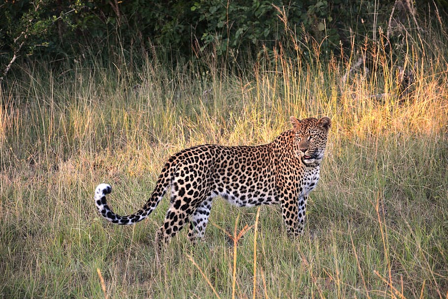 leopard on green field, wildcat, safari, south africa, safari Animals, HD wallpaper