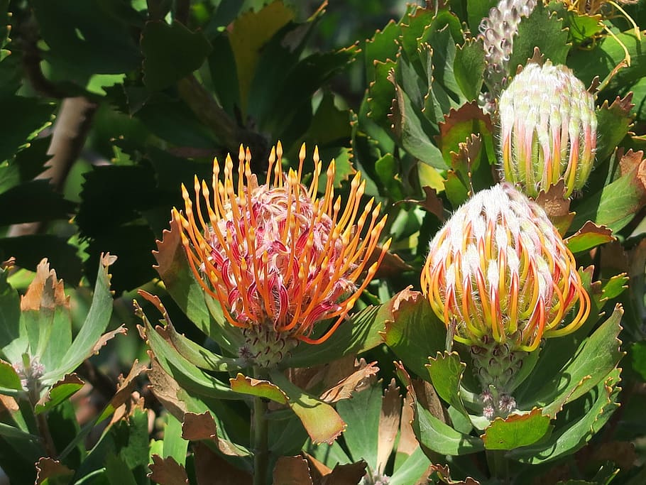 HD wallpaper: protea, flower, south africa, cape town, botanical garden ...