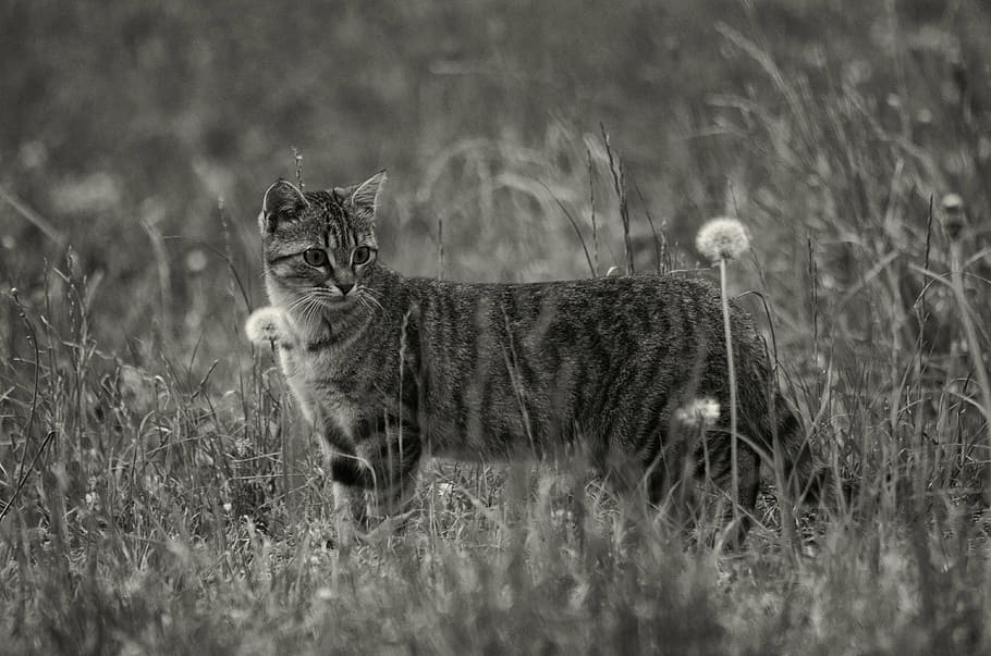 tabby cat in field near withered dandelions, animals, pet, flower HD wallpaper