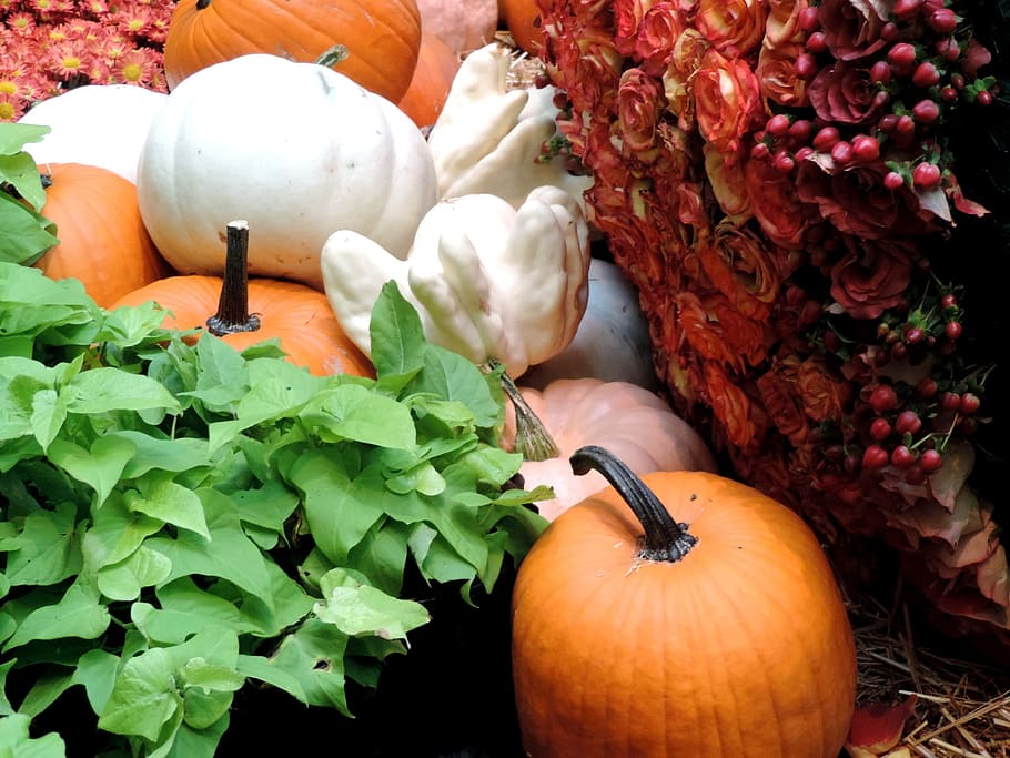 pumpkin patch, fall harvest, autumn, ripe, orange, halloween HD wallpaper