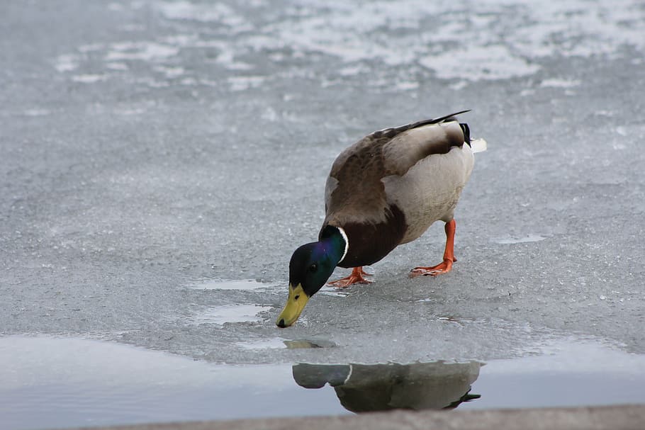 duck, water, drinks, meal, bird duck, crossword, water bird HD wallpaper