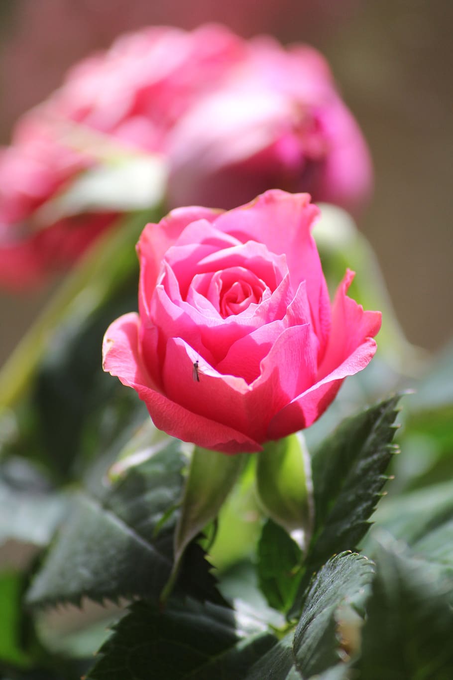 flower, nature, flora, leaf, rose, flowering plant, beauty in nature HD wallpaper