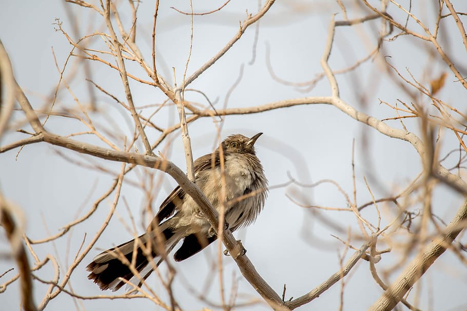 nature, tree, bird, wildlife, animal, animal wildlife, one animal HD wallpaper