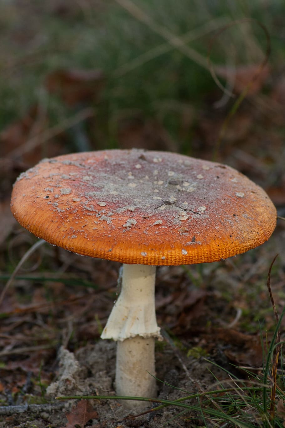 HD wallpaper: Mushroom, Nature, autumn, fungus, toadstool, growth