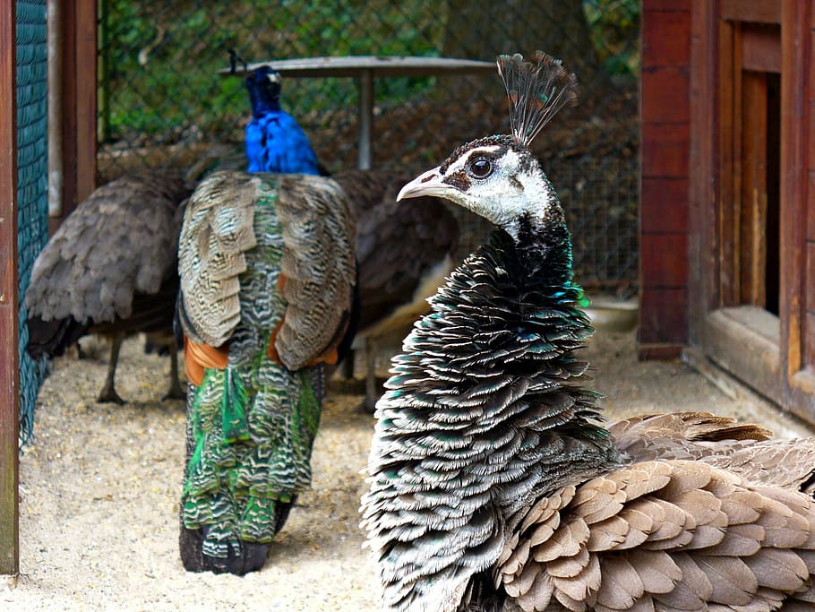 peacock, bird, feather, close, color, iridescent, peacock feather HD wallpaper