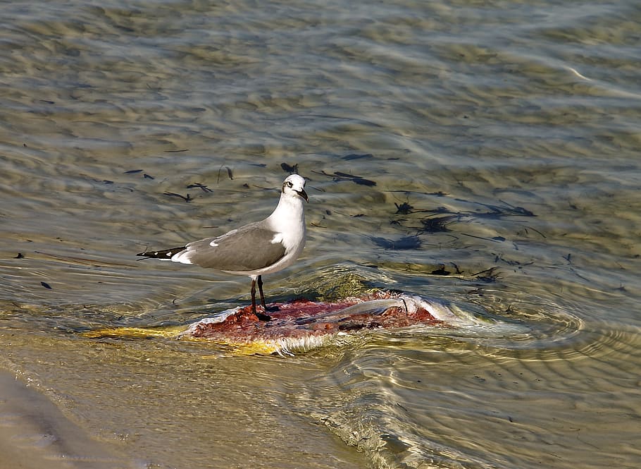 Seagull, Fish, Water, Ocean, Marine, nature, bird, fishing HD wallpaper