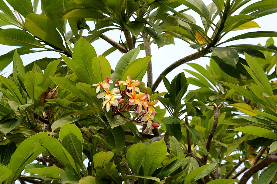 Tree, Blossom, Bloom, Branches, spring, nature, magnolia, leaves HD wallpaper