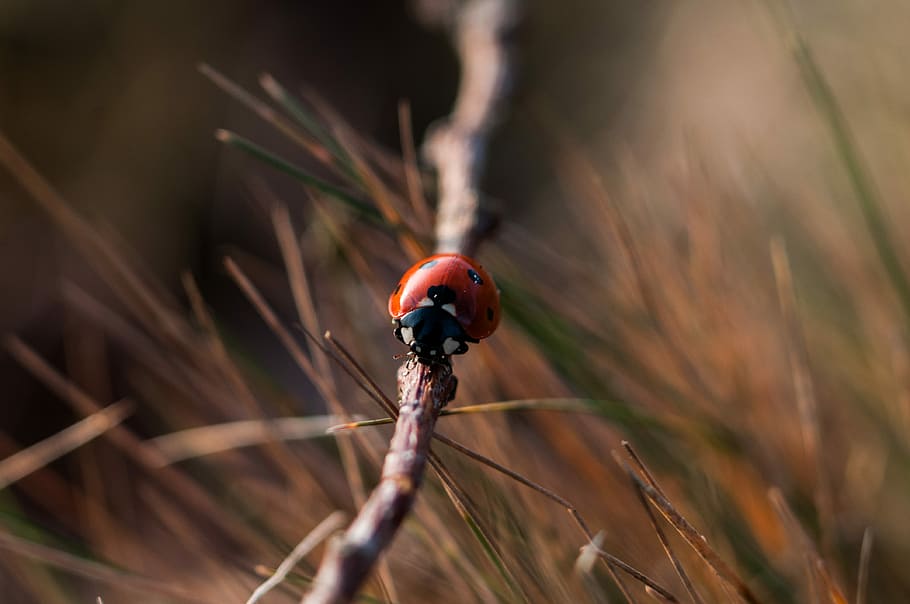 red 7-spotted ladybird on gray wooden tree branch closeup photography, selective focus of red ladybug on twig HD wallpaper