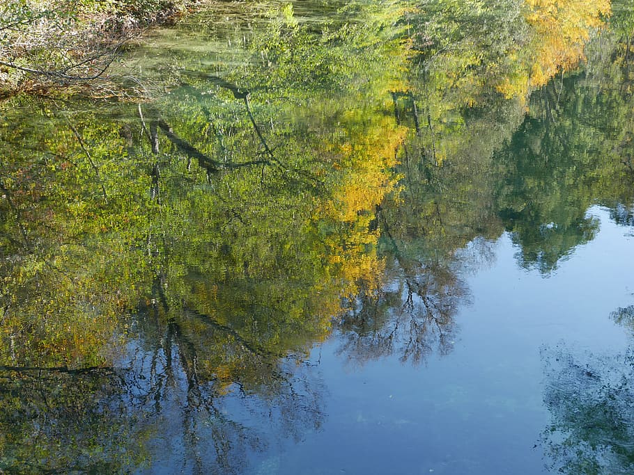 reflection, tree, fall, mirror, water plan, based, plant, tranquility HD wallpaper