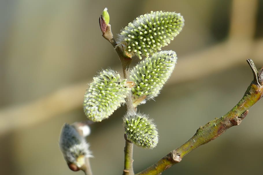 pussy willow, nature, early bloomer, spring awakening, signs of spring, HD wallpaper