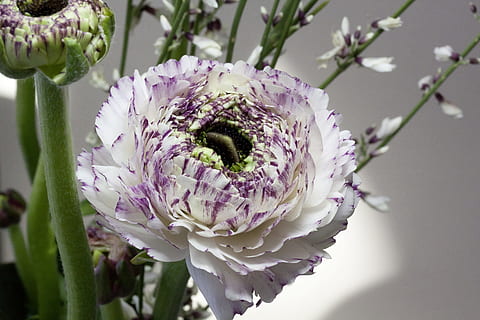 white and purple clustered flower, ranunculus, blossom, bloom HD wallpaper