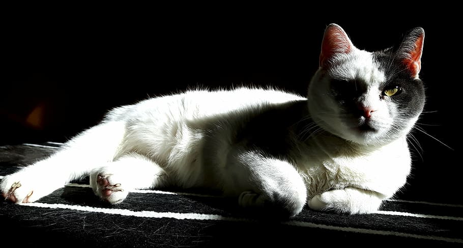 cat, sun, rest, pet, european, animal, domestic cat, animals HD wallpaper