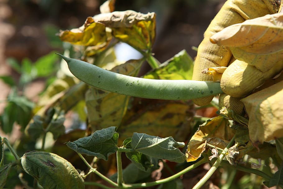 agriculture, fat, bean, plant, growth, leaf, food, plant part HD wallpaper