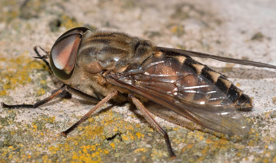 insects, diptera, tabanus, animal wildlife, one animal, invertebrate HD wallpaper