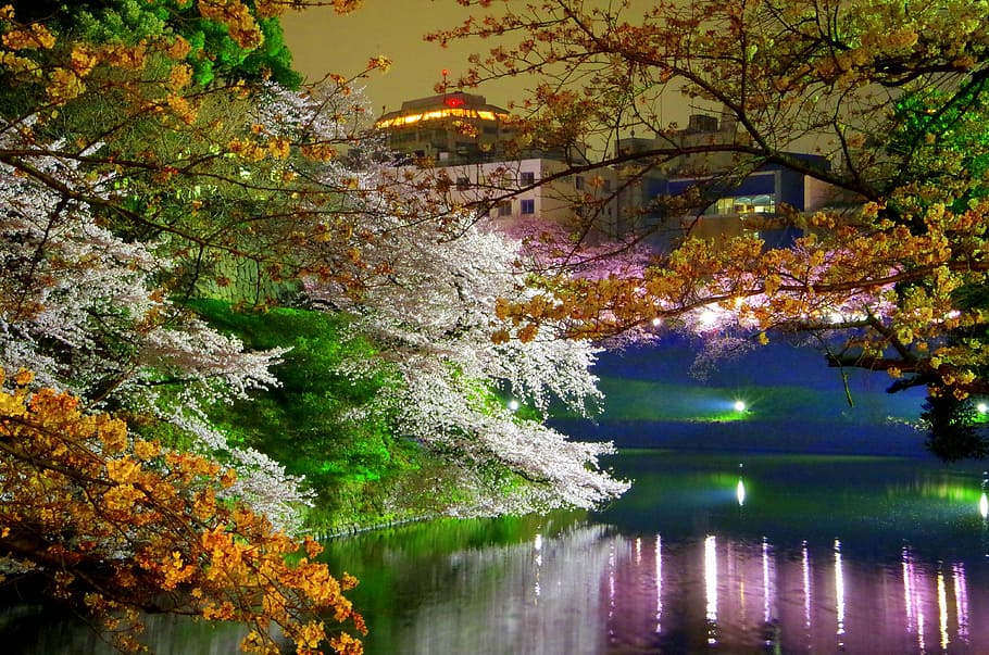 assorted-color leaf tree near body of water, chidorigafuchi, cherry blossoms