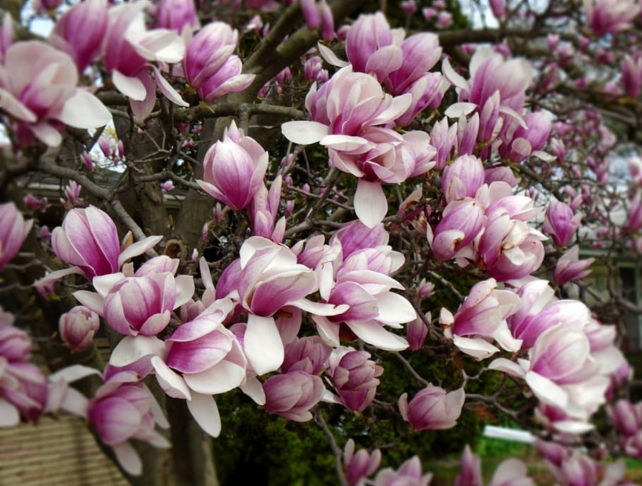 magnolia, tree, spring, flower, bloom, blooming, pink, garden HD wallpaper