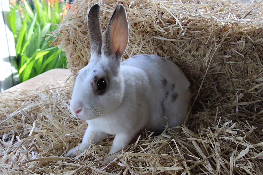 rabbit, cute, bunny, animal themes, mammal, hay, domestic animals HD wallpaper