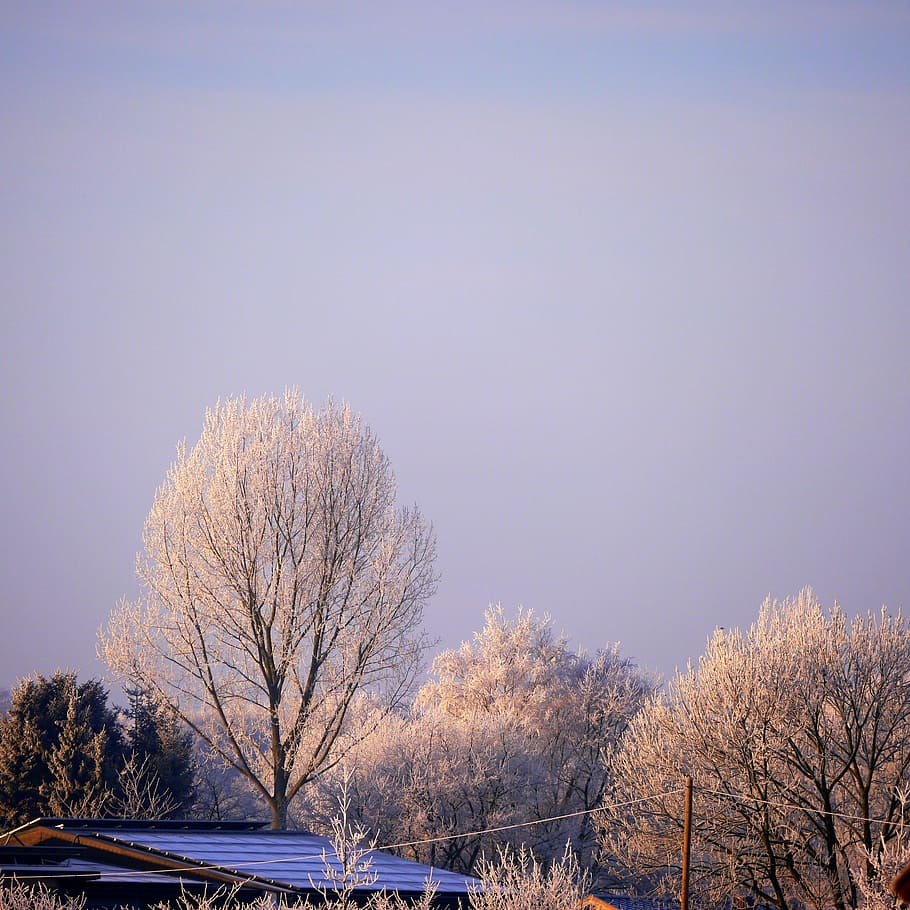 ice, winter, snow, cold, plant, frost, hardest, winter dream HD wallpaper