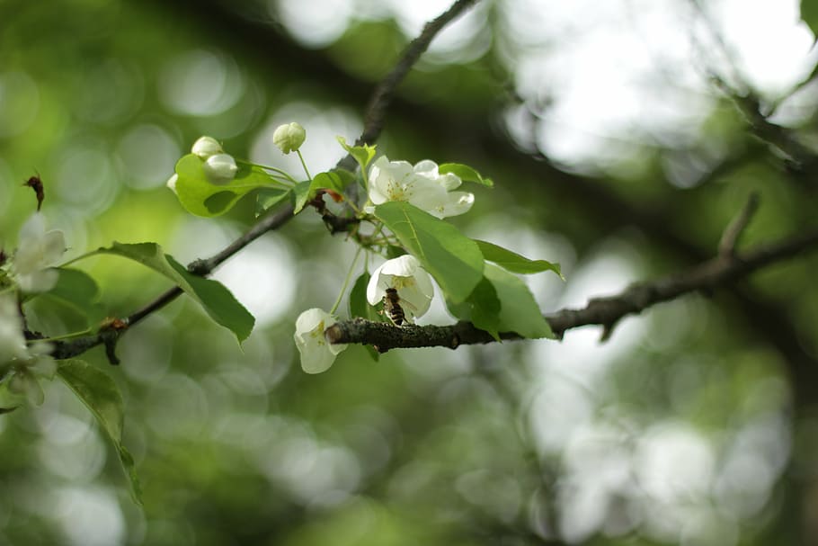 flowers, bee, spring, apple-blossom, nature, tree, branch, leaf HD wallpaper