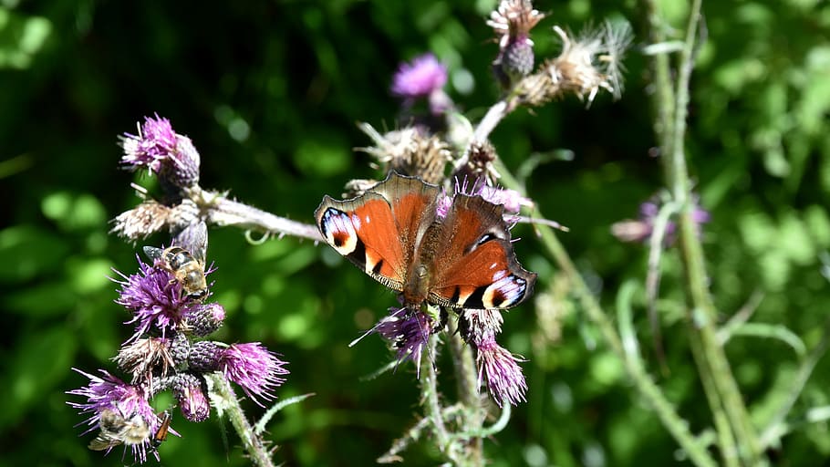 butterfly, insect, macro, nature, green background, thistle HD wallpaper