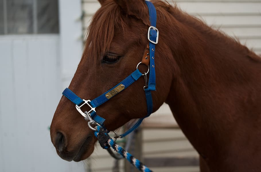 horse, head, brown, domestic, mammal, domestic animals, pets HD wallpaper