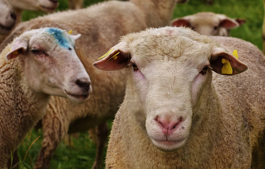 sheep, animal, meadow, wool, graze, nature, livestock, mammal HD wallpaper