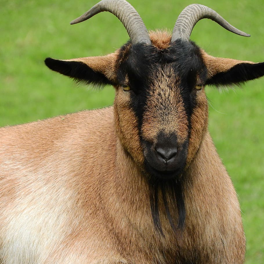 goat, corners, beard, head, animal, grass, nature, mammal, horned HD wallpaper
