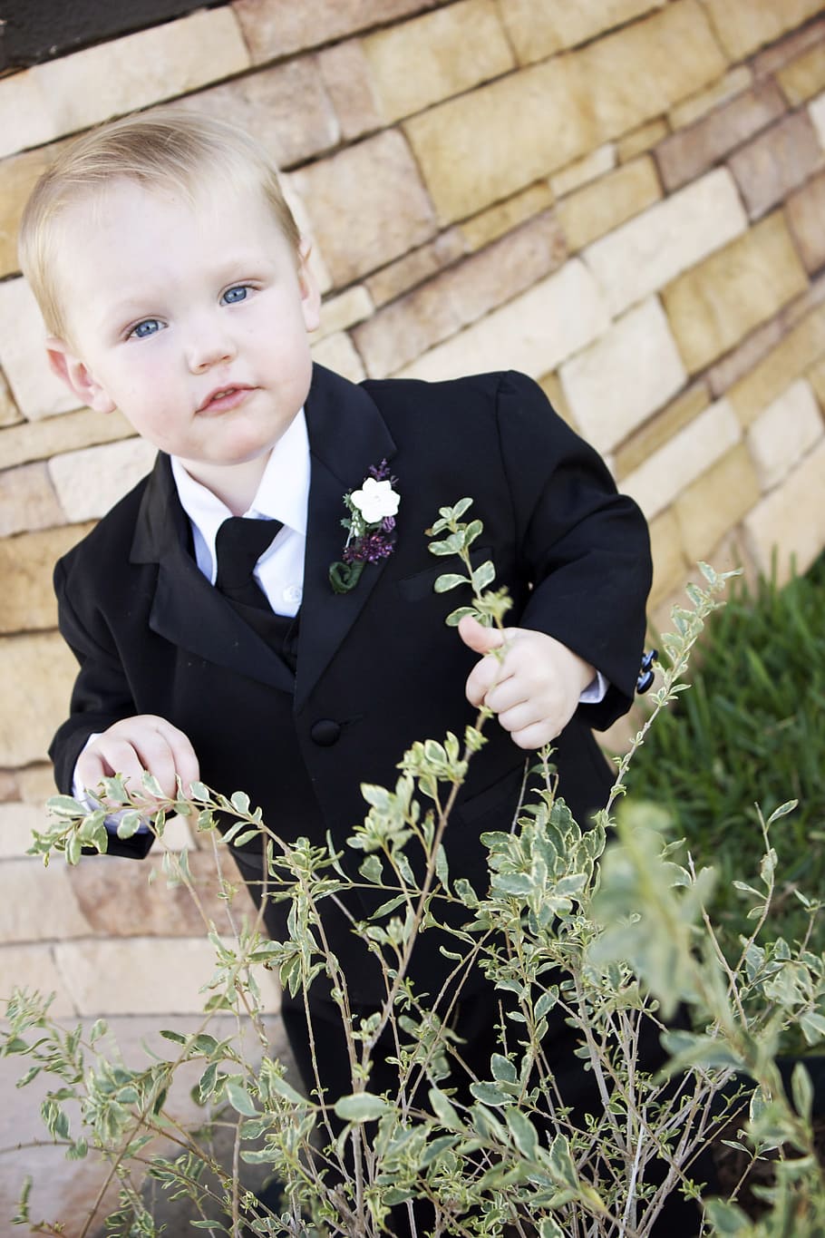 boy wearing black suit jacket holding flower, Toddler, Cute HD wallpaper