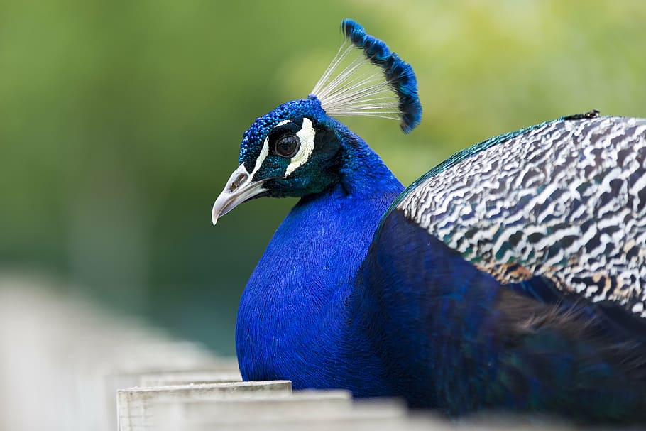 blue and black peacock, birds, animals, feathers, animal portrait