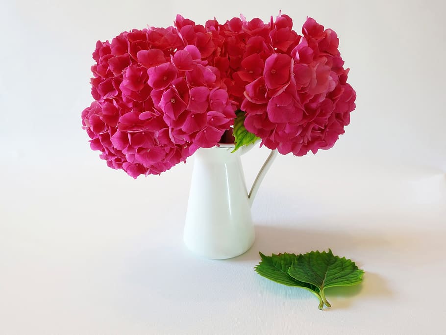 hydrangea, flower, blossom, bloom, plant, garden, inflorescence HD wallpaper