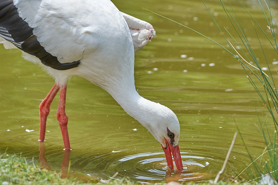 stork, fish, eat, bill, rattle stork, water, red beak, bird HD wallpaper