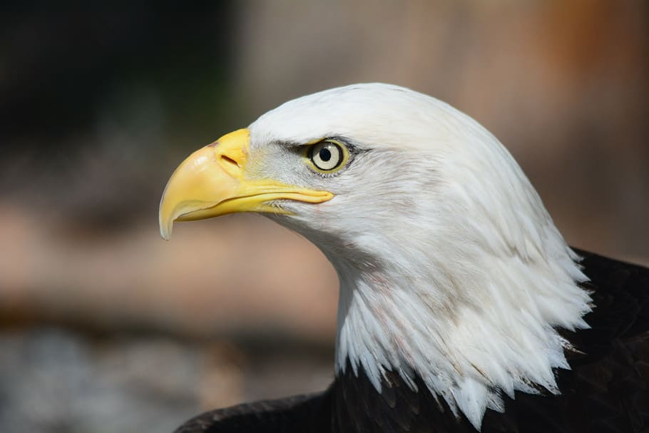 white and black bald eagle, raptor, eagles, fly, bird, symbol HD wallpaper