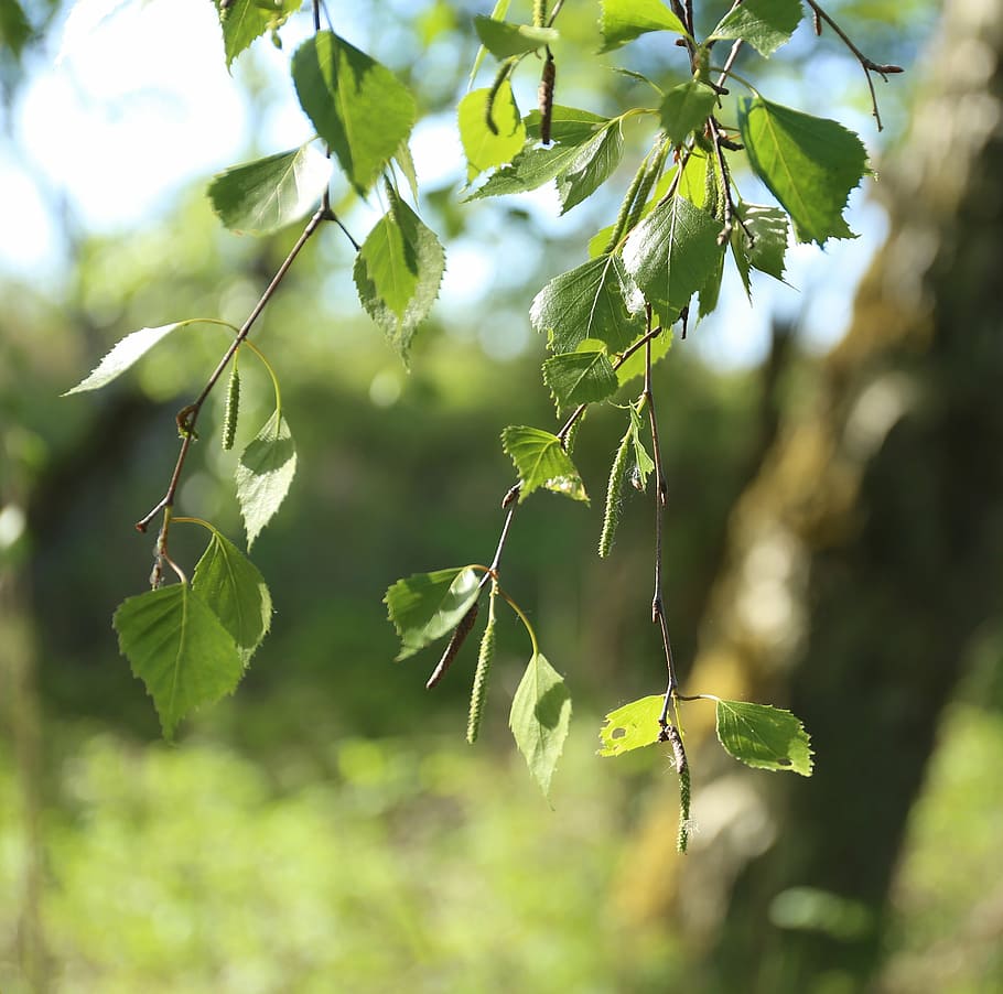 birch, leaf, tree, björkhänge, summer, green, nature, twigs HD wallpaper