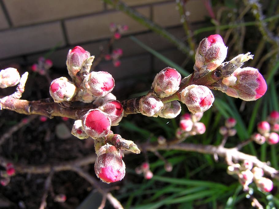 flowering, peach, buds, growth, plant, beauty in nature, flowering plant HD wallpaper