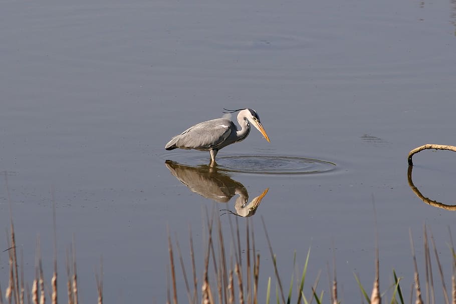 HD wallpaper: Animal, River, Waterside, Wild Birds, heron, gray heron ...