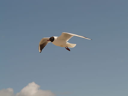 black headed gull, fly, flight, sky, sail, top, seagull, bird HD wallpaper