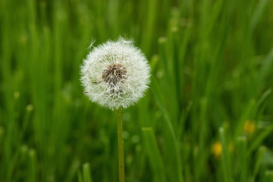 dandelion, down, plant, green, stars, fluffy, garden, freshness HD wallpaper